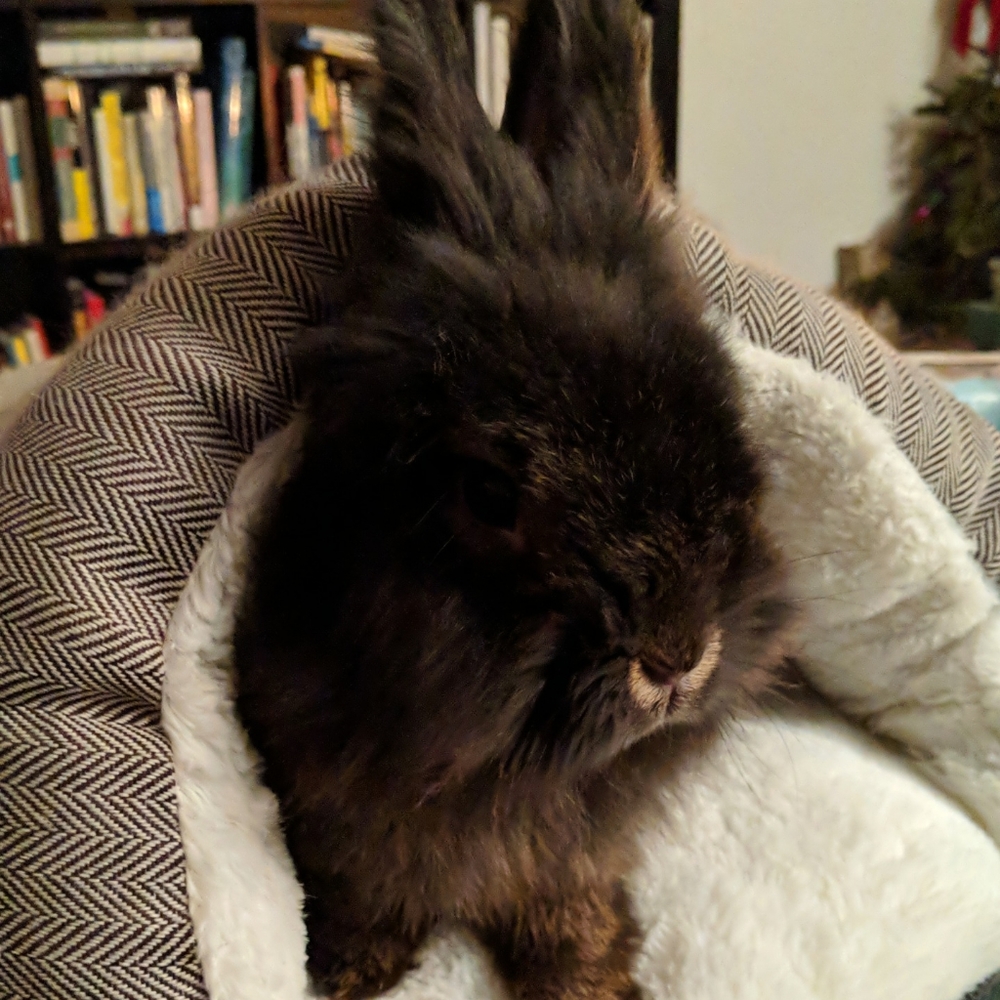 Meet your Posher, Dominique